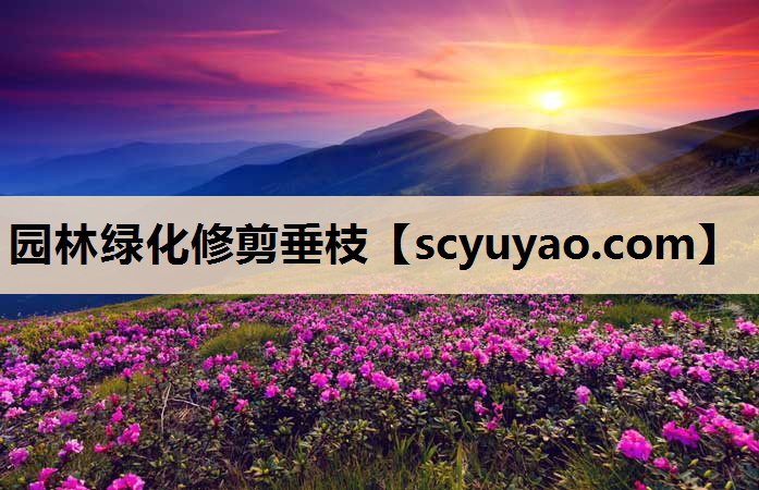 园林绿化修剪垂枝